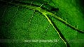Green planet