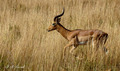 impala