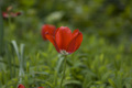 Tulipan
