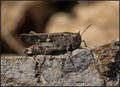 Debelonogi pje…