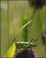 Tettigonia vir…
