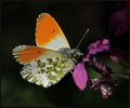 Zorica