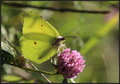 Gonepteryx rha…