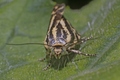 buzzoff