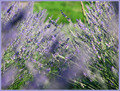 ... lavanda 2.