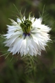 Nigella damasc…
