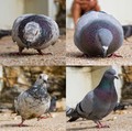 pigeons