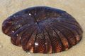 beached jellyf&hellip;