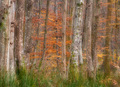 jesen u šumi