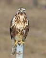 škanjac-Buteo &hellip;