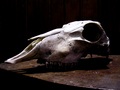 portret mortale