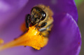 pčela u "…