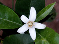 Stephanotis fl…