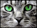 Night vision