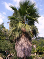 Washingtonia f&hellip;