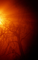 TREE_2