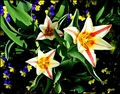 tulipani