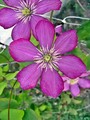 Clematis