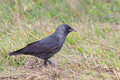 čavka (Corvus …