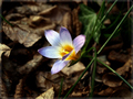 Crocus Sativus