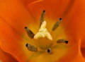 tulipan