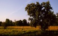 Savana
