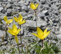 Divlji tulipan