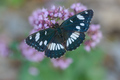 Plavi admiral