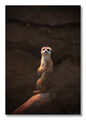 Suricata suric…