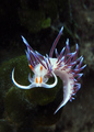 Cratena peregr…