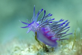 Flabellina aff…