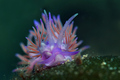 Flabellina aff…