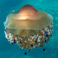 Mediteranska m…