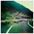 Transfagarasan 