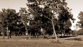 Park