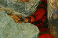 Coral snake