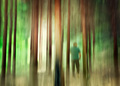 Forest walk