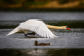 Walk on water …