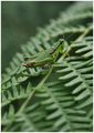 green, green g…