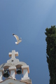 galeb