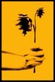SUNCOKREt