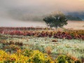 jesen u vinogr…