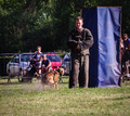 KNPV dog and a…
