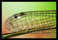 Damselfly wing…