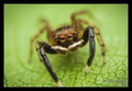 Euophrys front…