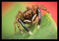 Euophrys front…