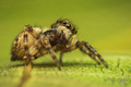 Pseudeuophrys …
