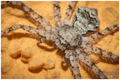 Philodromus ma…