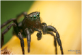 Male jumper