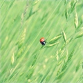 Ladybug 3